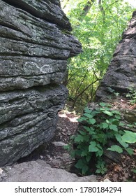 Rocks and plants in a forest.