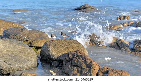  Rocks In The Sea And Birds On A Brittany Beach -France