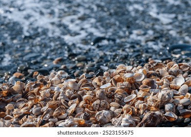 Rocks and shells lining the beach