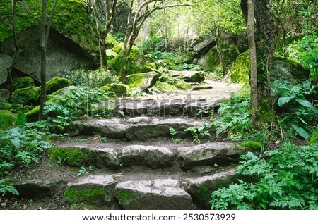 Rocks, steps on walking paths covered with green moss in the park. Natural background.