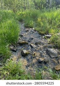 Rocks in a stream running through a forest