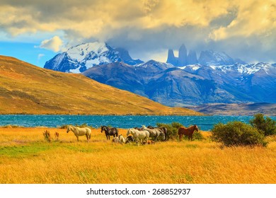  Rocks Torres del Paine visible among the clouds. Magic light of sunset. Herd of mustangs on the shore of Laguna Azul