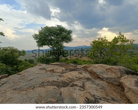Rocks with tree and plants natural images