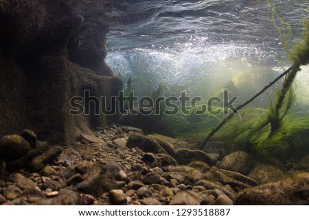 Rocks underwater on riverbed with clear freshwater. River habitat. Underwater landscape. Mountain river. Litle stream with gravel. Underwater scenery, algae, mountain river cleanliness.