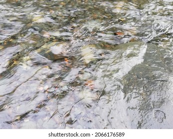 The Rocks And Water Of Rio Pance In Santigo De Cali - Colombia