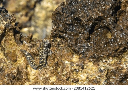 Rockskipper also known as combtooth blenny, resting on rocks on ilot sancho island, Mauritius