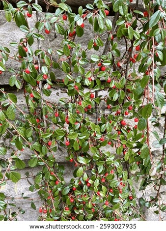 Rockspray cotoneaster on a brick wall