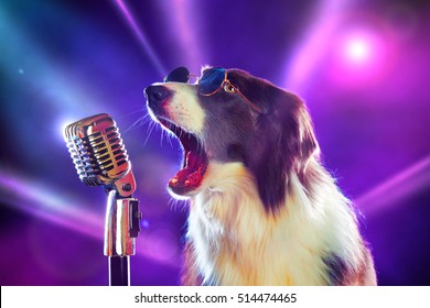 Rockstar border collie dog singing into a microphone