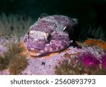 Rocksucker or giant clingfish (Chorisochismus dentex) underwater on a rock with patterened skin