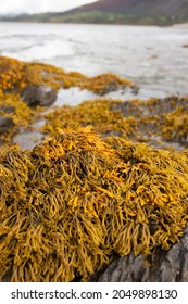 Rockweed seaweed or bladderwrack, fucus vesiculosus, on rocks at Trefor beach on the North Wales coast.
