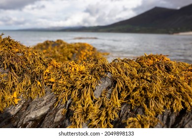 Rockweed seaweed or bladderwrack, fucus vesiculosus, on rocks at Trefor beach on the North Wales coast.