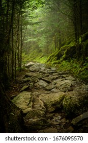 Rocky Appalachian Trail In Fog In Summer