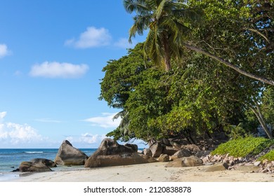 Mahé Rocky Beach With Coconut Palms