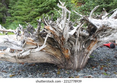 Rocky Beach With Dry Drift Wood