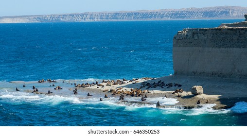 Rocky beach of peninsula of Valdes, rookery of fur seals. Patagonia, Argentina, South America