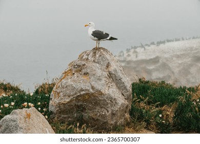 Rocky beach and seagull sitting on a cliff top on a foggy overcast day, California coastline - Powered by Shutterstock