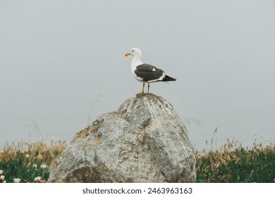 Rocky beach and seagull sitting on a cliff top on a foggy overcast day, California coastline - Powered by Shutterstock