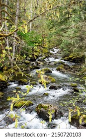 Rocky Brook Stream After Rocky Brook Falls