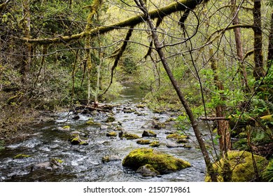 Rocky Brook Stream In Brinnon, Washington