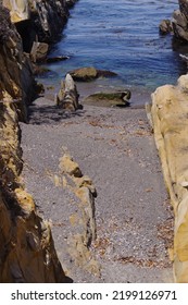 Rocky California Pacific Ocean Coast At Point Lobos In Summer