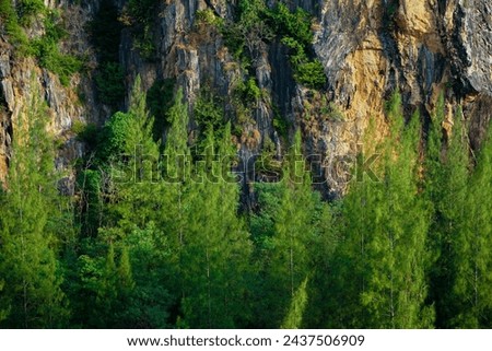 The rocky cliff with the forest of pinetrees in foreground