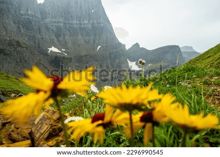 Rocky Cliffs Through Bright Yellow Sunflowers in Glacier National Park