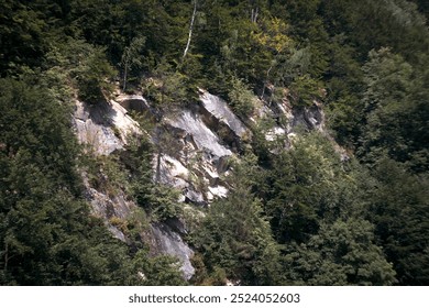 Rocky Cliffside Covered in Dense Forest Greenery - Powered by Shutterstock