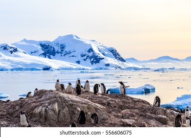 Rocky coastline overcrowded by gentoo pengins and glacier with icebergs in the background at Neco bay, Antarctic - Powered by Shutterstock