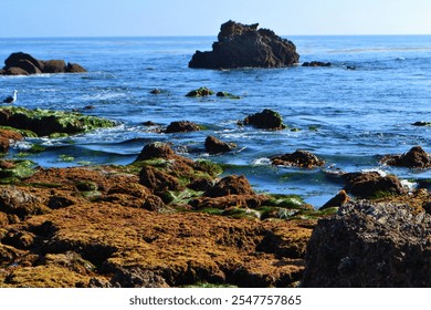 Rocky Coastline with Seaweed and Seagull - Powered by Shutterstock