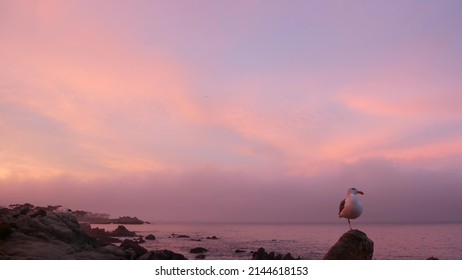 Rocky craggy ocean beach, calm sea waves, pink purple pastel sunset sky, Monterey, 17-mile drive seascape, California coast, USA. Beachfront waterfront Pacific Grove, waterside promenade. Seagull bird - Powered by Shutterstock