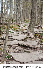 Rocky Hiking Path Through The Woods On Spring Day In Ontario, Canada.