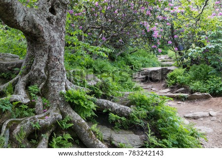Rocky hiking trail to Craggy Gardens Summit near Asheville, North Carolina with wild Catawba rhododendron in bloom.