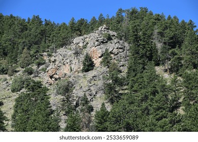 Rocky hillside covered with dense pine trees under a bright blue sky in Betasso Preserve - Powered by Shutterstock