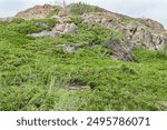 Rocky hillside with green plants and grass on a cloudy day