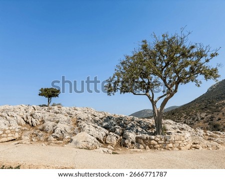 Rocky hillside with sparse trees at the archaeological site of Mycenae in Greece, sunny summer day with bright sunlight and blue sky