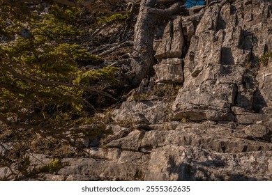 A rocky hillside with sparse vegetation and a small animal camouflaged among the rocks. - Powered by Shutterstock