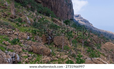 Rocky hillside with unique trees and sparse vegetation. Sokotra, Yemen.