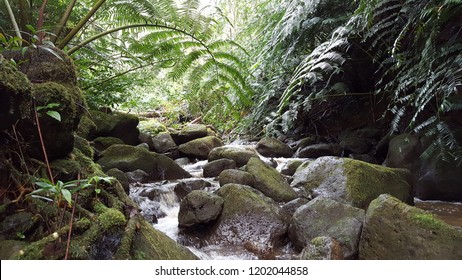 202,985 Jungle stream Images, Stock Photos & Vectors | Shutterstock