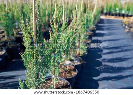 Rocky Juniper Skyrocket. Rows of flower pots in a flower nursery