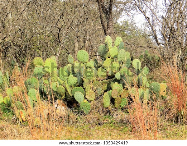 Rocky Landscape Enchanted Rock State Park Stock Photo Edit Now