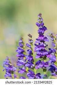 Rocky Mountain Beardtongue, Rocky Mountain Penstemon Flowers, Sandia Mountains, New Mexico