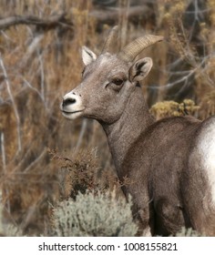 Rocky Mountain Big Horn Sheep Female)