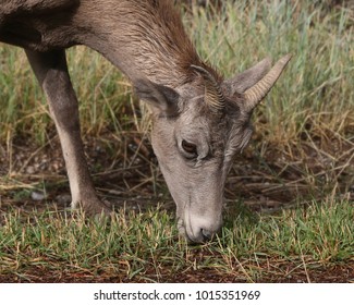 Rocky Mountain Big Horn Sheep (female)