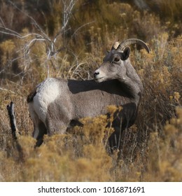 Rocky Mountain Big Horn Sheep (female)