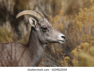 Rocky Mountain Big Horn Sheep (female)