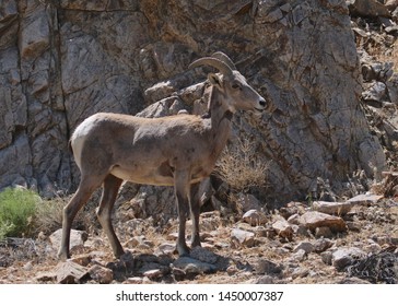 Rocky Mountain Big Horn Sheep (female)