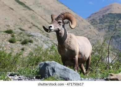 Rocky Mountain Big Horn Sheep Close Up