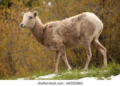 Rocky Mountain Big Horn Sheep Female