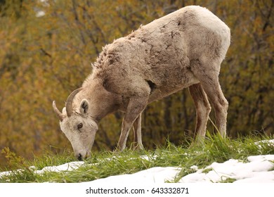 Rocky Mountain Big Horn Sheep Female