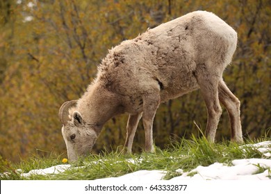 Rocky Mountain Big Horn Sheep Female